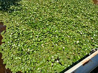Tapijt van waterlelies