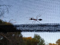 Bull-ant