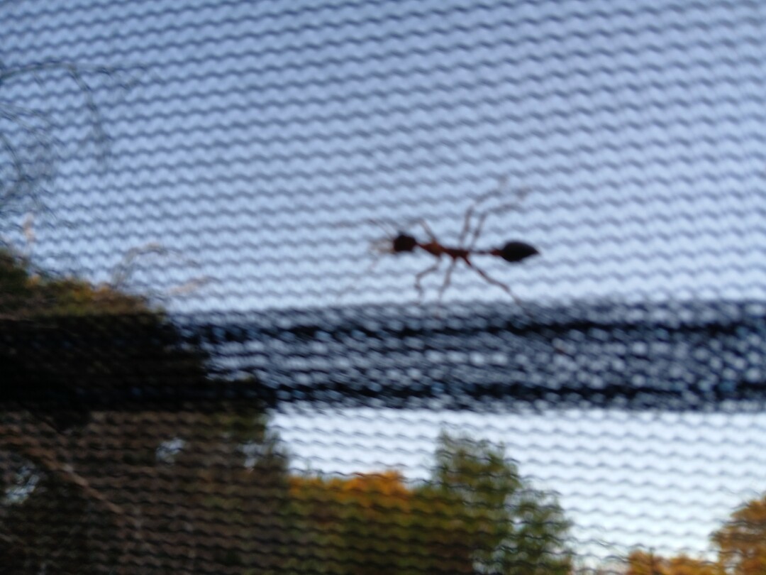 Bull-ant