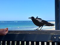 Australian Megpie eet uit ons hand