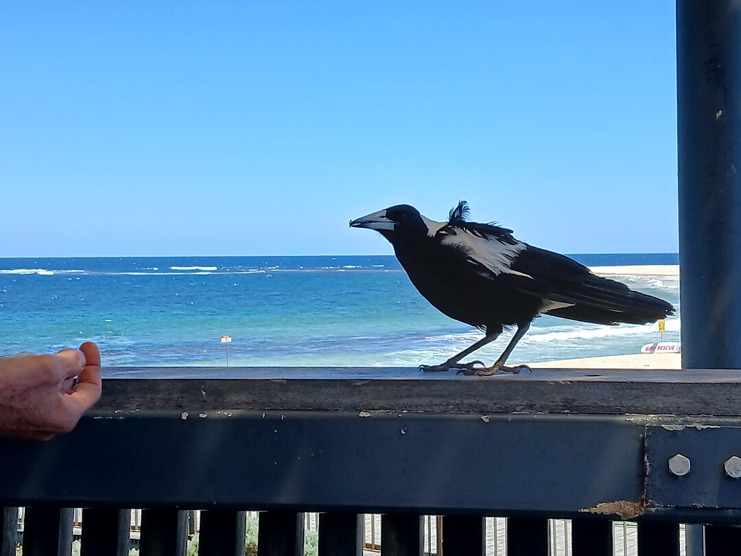 Australian Megpie eet uit ons hand