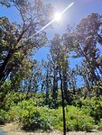 Giant trees