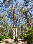 Giant tree moto Laurens