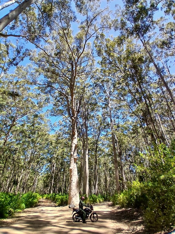 Giant tree moto Laurens