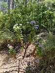 Aster in de kant