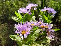 Aster