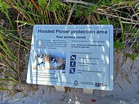 Hooded Plover protection area