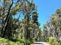 Regio met dz Giant trees