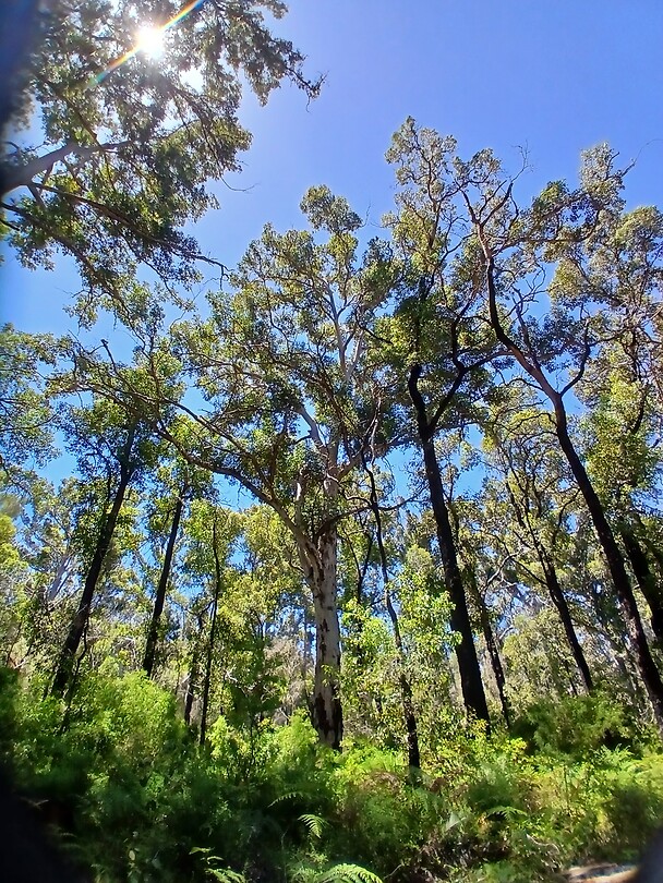 Giant trees
