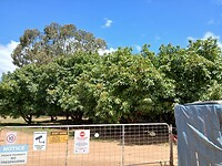 Avocado-plantage