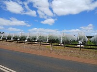 Kersen-plantages