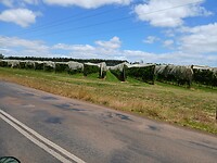 Kersenplantages