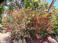 Bottle-brush-struik