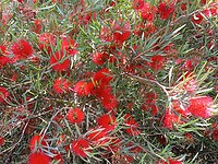 Bloem Bottle-Brush