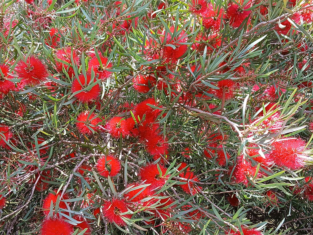 Bloem Bottle-Brush