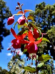 Fuchsia Magellanica ~ Bellenplant