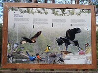Birds of the Snake Gully