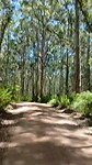 Giant trees in Boranup