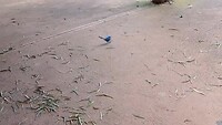 Blue Fantail