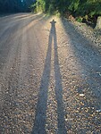 Laurens schaduw 'Long Legs'