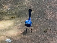 Blue Fantale