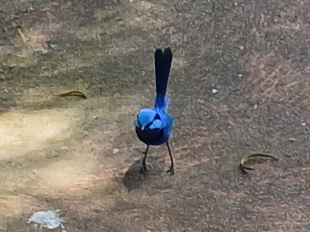 Blue Fantale