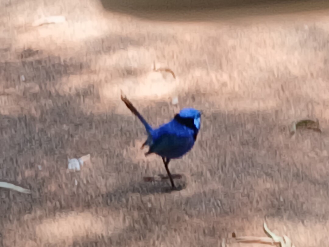 Blue Fantale