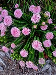 Pimelea Ferruginea~Roze Rijstbloem~Kustbanjine