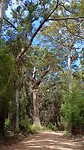 Ritje tussen de Giants Trees
