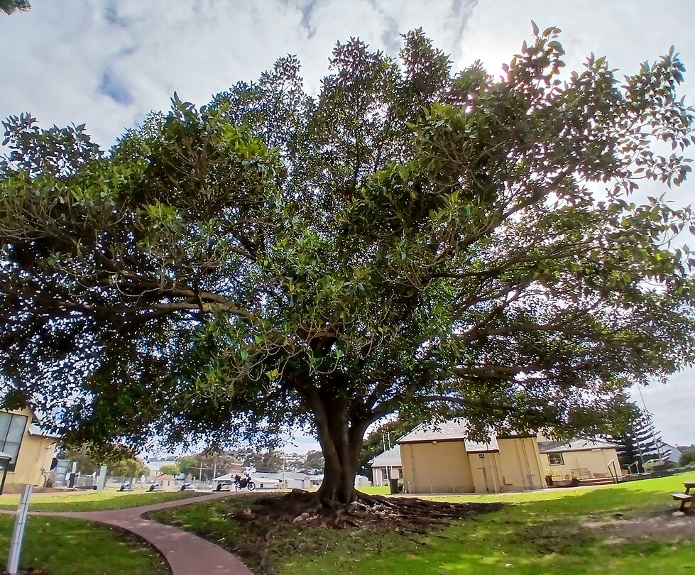 Australian Fig