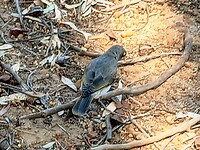 Noisy Miner