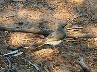 Noisy miner geen bang van ons