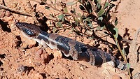Blauwtongskink