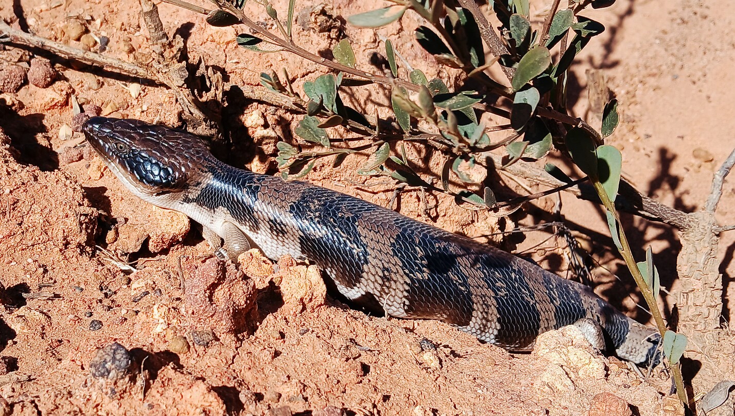 Blauwtongskink