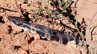 Blue tong skink