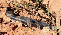 Blue Tong Skink