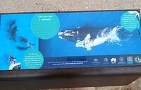 Walvis-seizoen is in de winter, niet nu dus