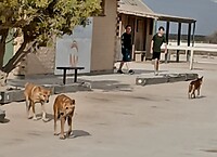 Drie dingoes?
