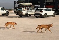 Wilde dingoes bedelen bij de aangekomenen