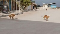 Dingoes bedelen bij iedereen voor eten