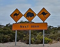 Opgepast wilde dieren! Kamelen, wombats, kangoeroes