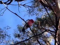 Roze Kaketoe in boom boven ons tent