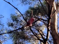 Roze Kaketoe in boom boven ons tent