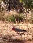 Roze Kaketoe voor ons tent