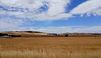 Black Springs