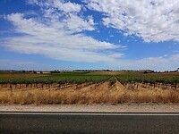 Wijngaarden van Barossa