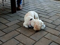 Silvi 10 jaar oud hondje