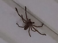 Big Huntsman