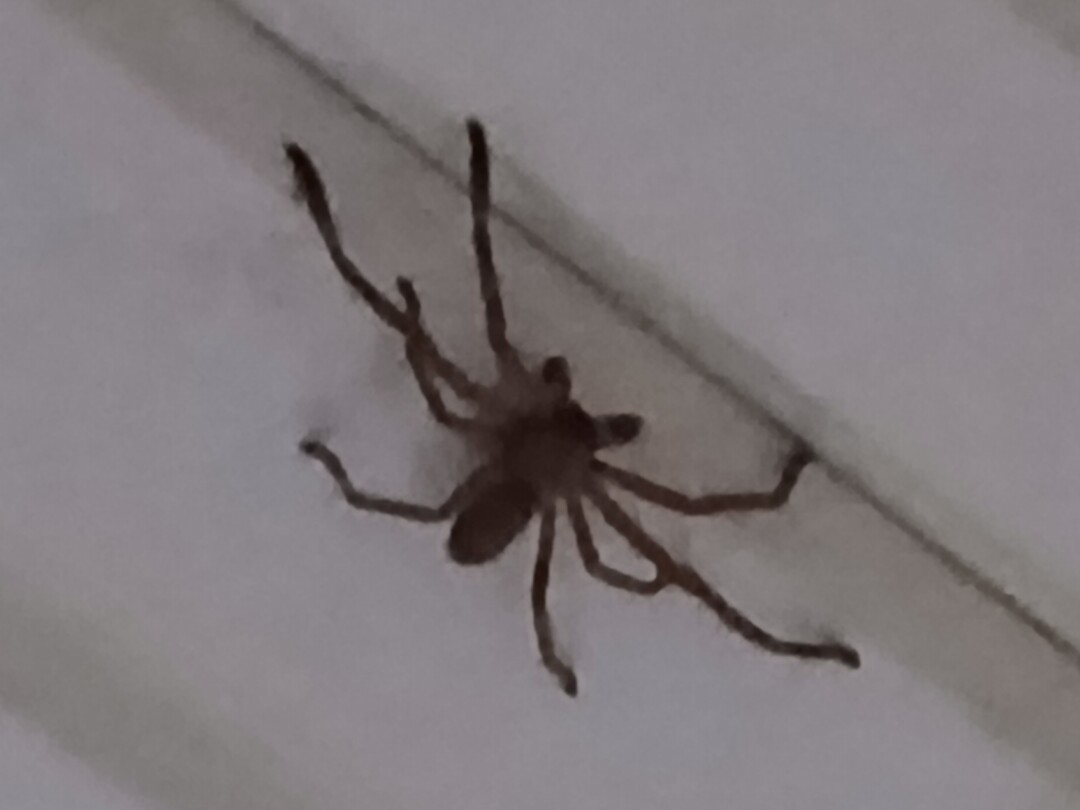 Big Huntsman