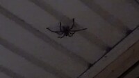 Big Huntsman